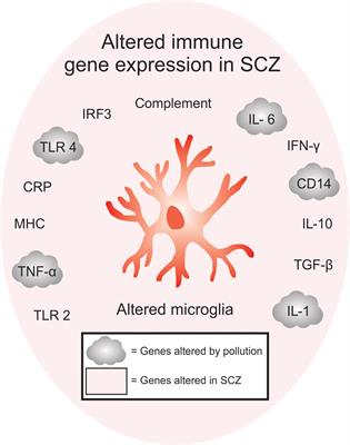 The Inflamed Brain in Schizophrenia: The Convergence of Genetic and Environmental Risk Factors That Lead to Uncontrolled Neuroinflammation